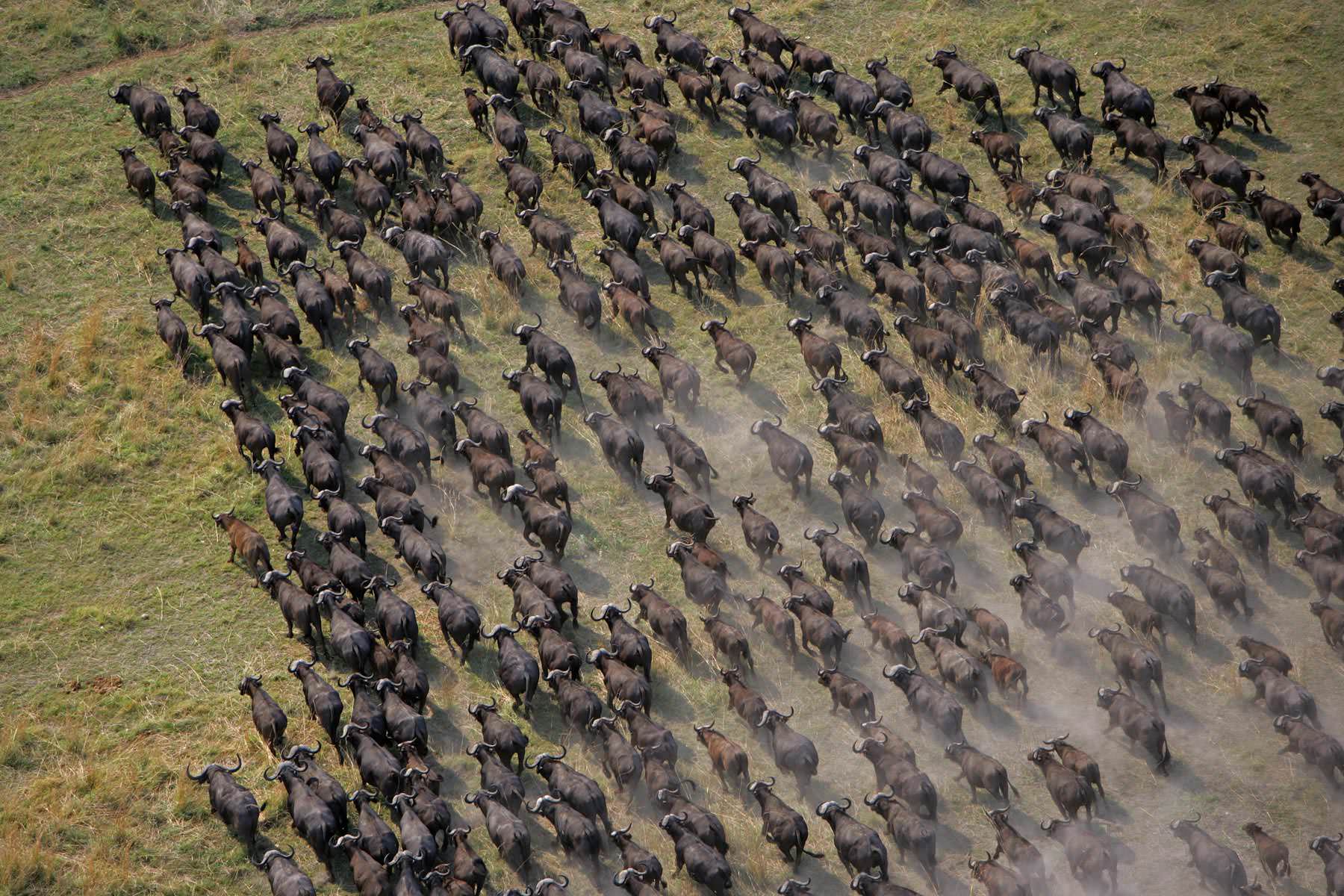 The Great Migration & Mara River Crossing - The Legacy Untold