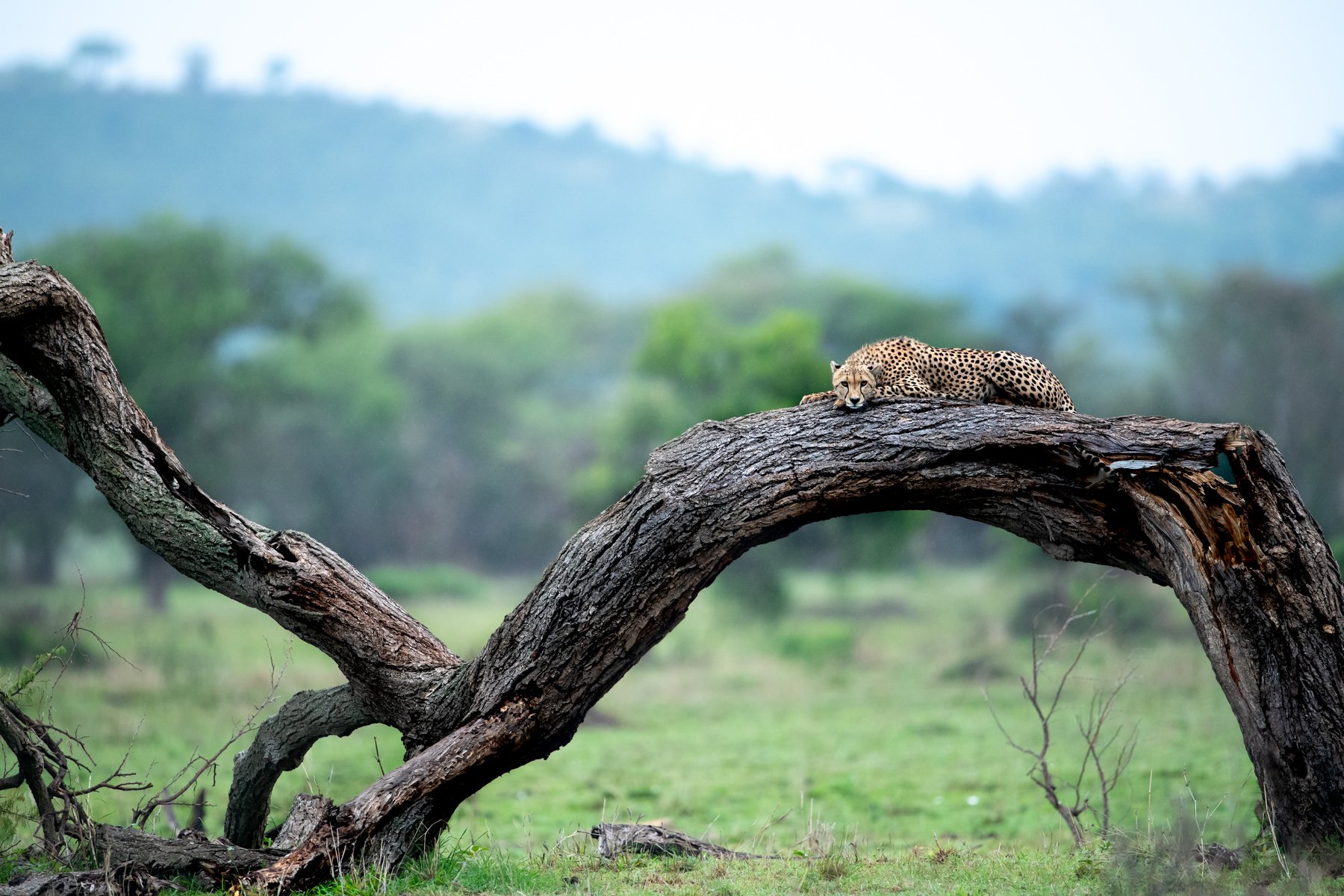 The Best Luxury Safari Africa The Legacy Untold