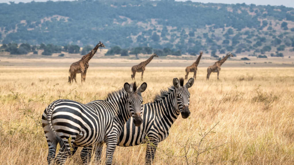 Akagera National Park - The Legacy Untold